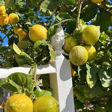 別荘 With Large Roof Terrace Near La Mata